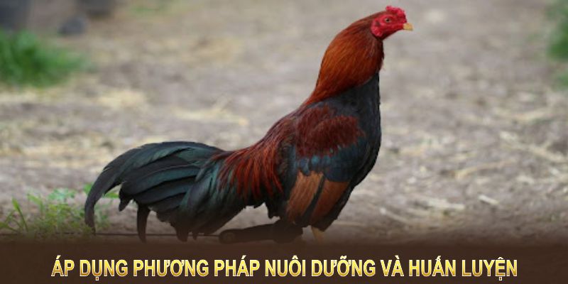 Áp dụng những phương pháp nuôi dưỡng và huấn luyện phù hợp