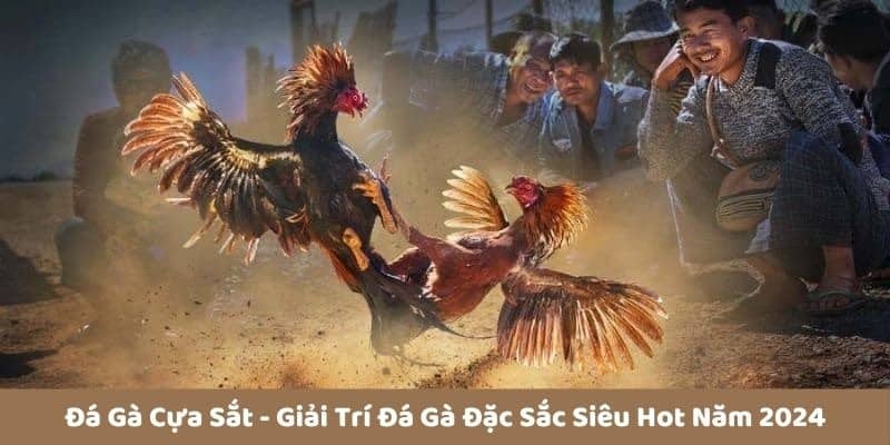 Các dòng gà nổi trội bậc nhất trong phương thức cựa sắt cho sư kê