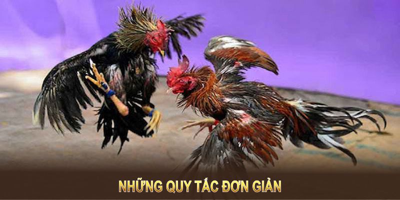 Những quy tắc đơn giản nhưng đầy chiến thuật của môn đá gà này