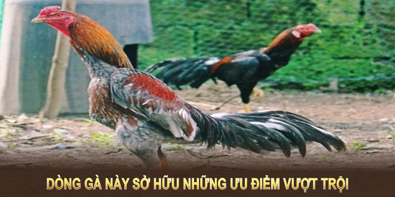 Dòng gà này sở hữu những ưu điểm vượt trội